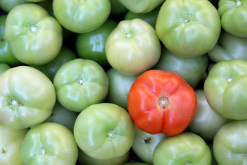 one red tomato in a pile of green tomatoes