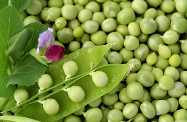 fresh crop of green peas with a flower