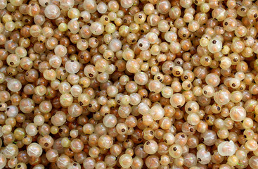 texture a lot of a lot of white currant