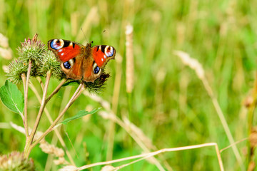 Butterfly Aglais Io on burdock
