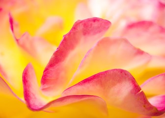 Abstract background of rose petals macro