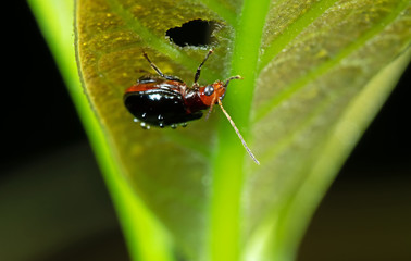 Macro Photo of Orange and Black Beetle on The Leaf was Eaten