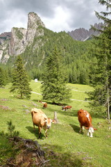 Fototapeta na wymiar Cows in a meadow along Vallunga Valley above Selva with Saint Silvestro Chapel in the background, Val Gardena, Dolomites, Italy