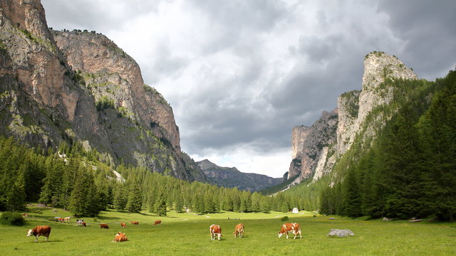 Cows in a meadow along Vallunga Valley above Selva with  Saint Silvestro Chapel in the background, Val Gardena, Dolomites, Italy