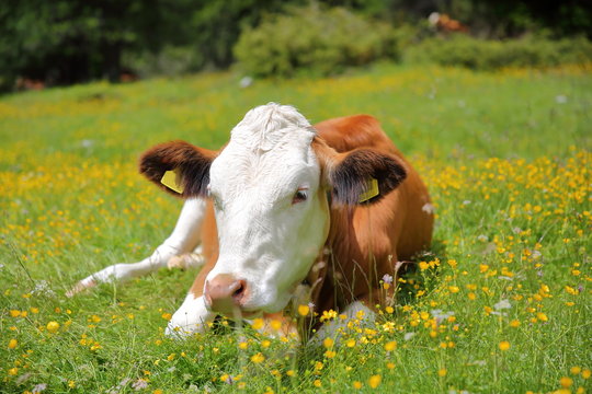 Portrait of a cow in a meadow along Vallunga Valley above Selva, Val Gardena, Dolomites, Italy