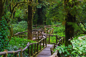 The wooden walkway in the forest is covered with moss. At Doi Inthanon National Park in Thailand