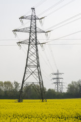 Rape Field 5 with elecricity Pylon in the middle distance