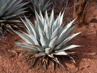 Blue Agave in Sedona