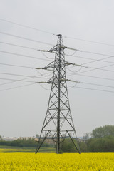 Rape Field 3 with elecricity Pylon in the middle