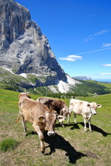 Fototapeta na wymiar Cows in a meadow close to the top of Ciampinoi cable car above Selva, with Sassolungo mountain and the Chain of Sciliar in the background, Val Gardena, Dolomites, Italy