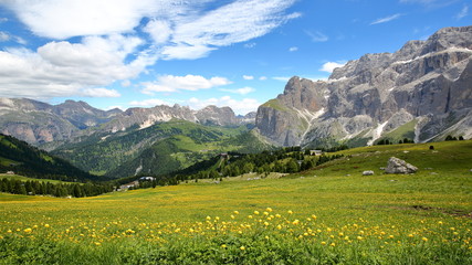 Sella group mountains (on the right) and Cir mountains (on the left) viewed from a hiking path above Selva with yellow flowers in the foreground, Val Gardena, Dolomites, Italy