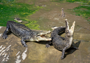 Crocodile Action on the Farm.