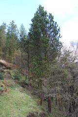 Lakeland landscape