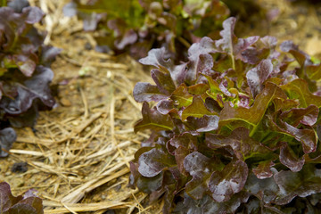 Red Oak organic farm rustic garden