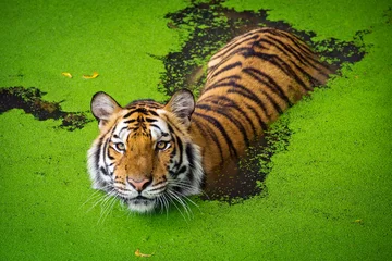 Deurstickers Aziatische tijger die zich in watervijver bevindt. © MrPreecha