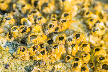 Sea shells stuck on a rock 
