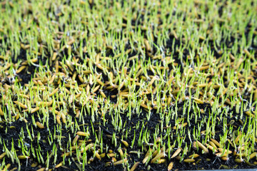 Rice growing in the field.