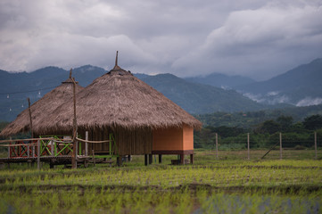 Beautiful landscape nature green Terraced Rice Field of Rainy Season and hut on Mountain in nature,Chiang Dao, Chiang Mai, Thailand