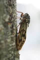 アブラゼミ　夕暮れ　東京