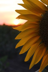 yellow petals of sunflower
