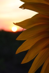 sunflower in the light of the evening sun