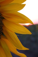 sunflowers at sunset