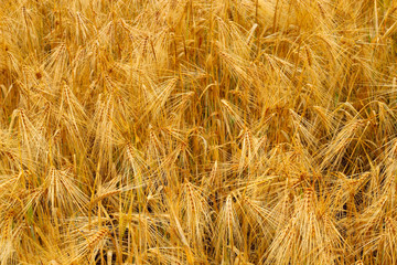 ripened wheat in summer