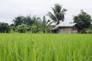 Fototapeta premium rice fram green background drop water and bamboo hut 
