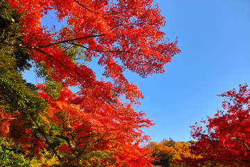 紅葉シーズンの鎌倉、紅葉の森

