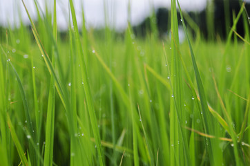 rice fram green background drop water and bamboo hut
