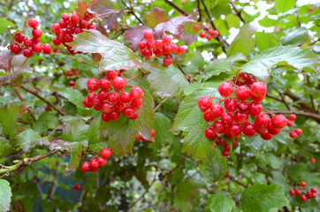 Obraz premium Bunches of red viburnum berries with raindrops at the end of summer season. Autumn Guelder rose with green leaves at Autumn. Seasonal fall harvest background and medicinal plant concept...