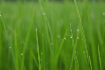 Fototapeta na wymiar rice fram green background drop water and bamboo hut 