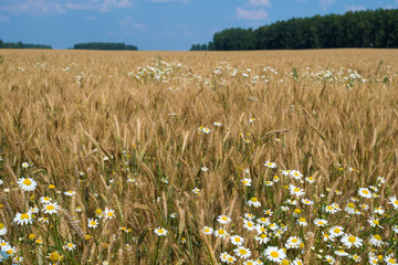 Field of wheat and white daisy on sunny day, new crop