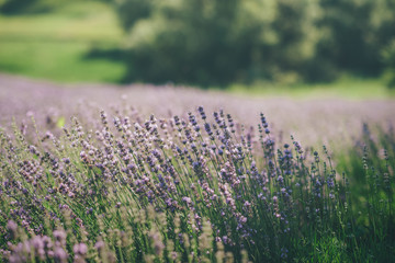 Obraz premium Lavender field in summer. Ukraine sunny day
