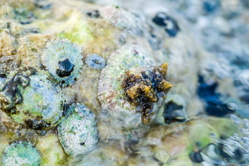 Sea shells stuck on a rock 