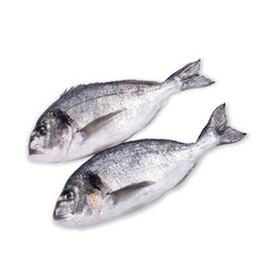 Fresh raw sea bream fish on a white background.