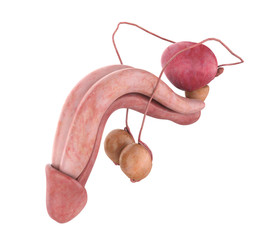 Male Reproductive System