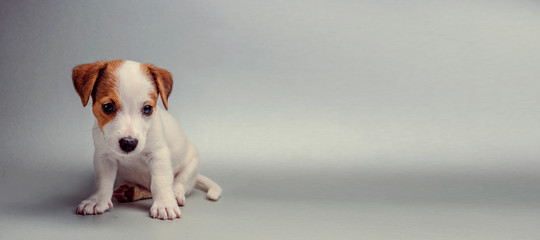 Jack Russell Terrier puppy sitting