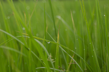 rice fram green background drop water and bamboo hut
