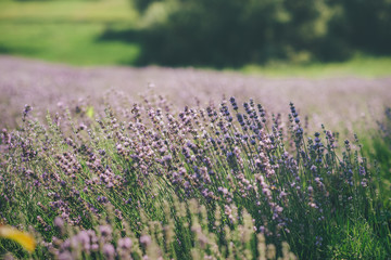 Naklejka premium Lavender field in summer. Ukraine sunny day
