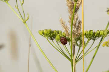 A red striped black bug sits on the umbels of a parsnip