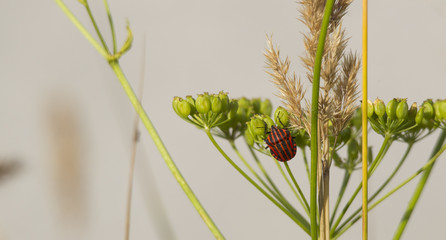 A red striped black bug sits on the umbels of a parsnip