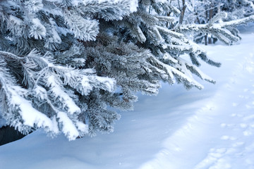 close up fir tree branches covered with snow in a winter forest