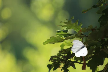 Tapeten Schmetterlingskohl weiß © emieldelange