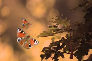 Fototapeten Vlinder dagpauwoog © emieldelange
