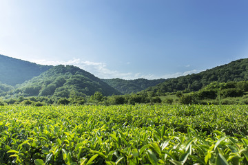 Green tea leaves grow in the mountains.