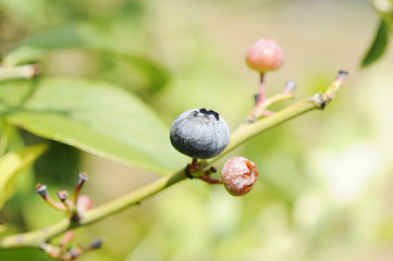 ブルーベリーの実