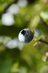 ブルーベリーの実