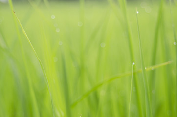 rice fram green background drop water and bamboo hut
