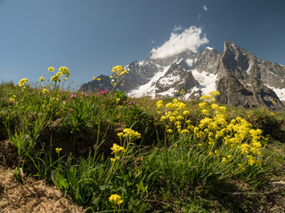 Summer in the Mountains